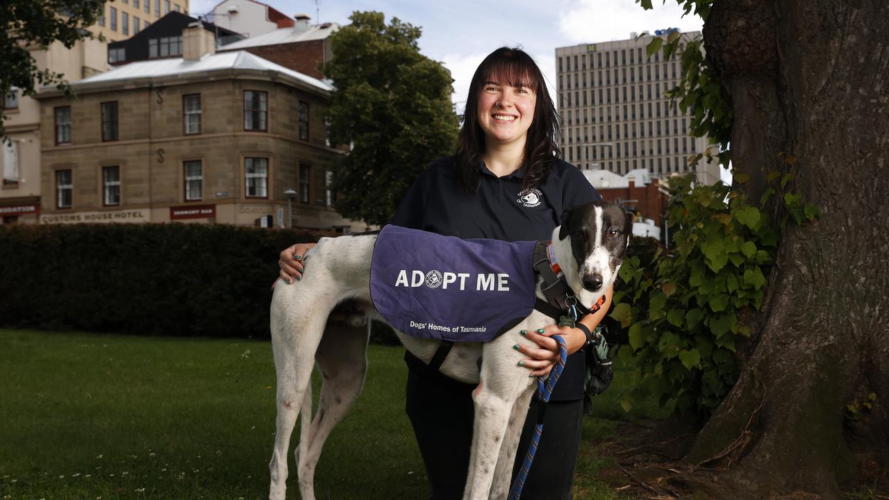 Tasmanian petition to follow NZ to end greyhound racing | The Courier Mail