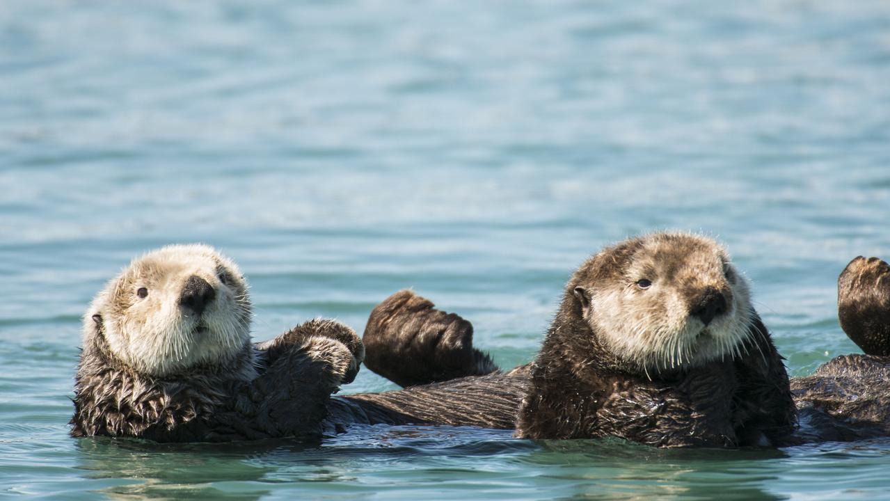 Sea otter comeback is eating into fish profits | NT News