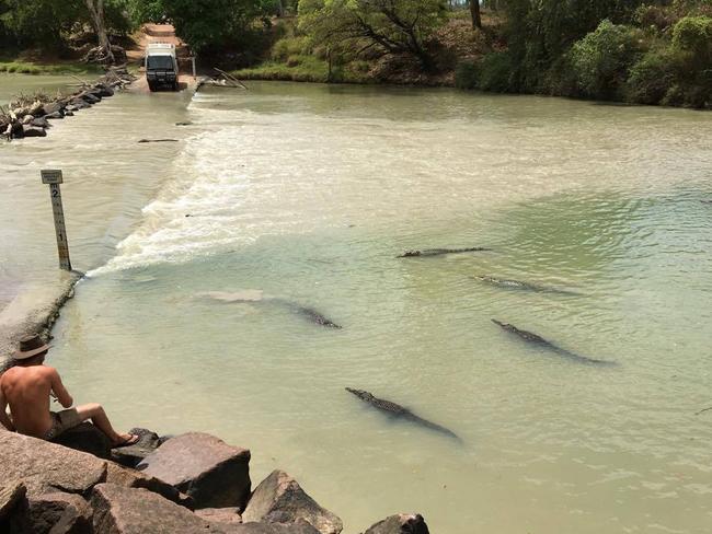 Saltwater crocodiles gather at Cahill's Crossing in Arnhem Land.