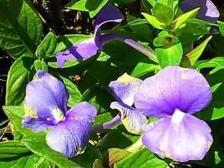 NATURE'S HELPER: I grow snakevine for the endangered blue banded bee. Picture: Donna Gibbs