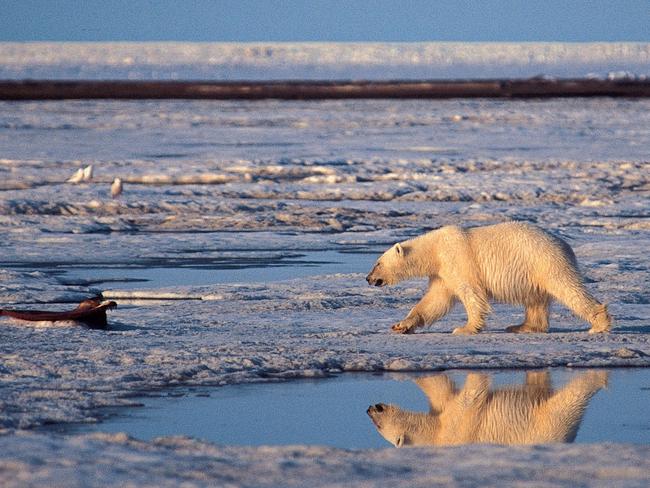 A polar bear in the Arctic National Wildlife Refuge. The mighty animals have become a symbol of what we might lose under climate change.