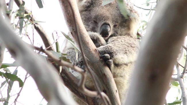 A koala at the You Yangs. Picture: Supplied by Koala Clancy Foundation