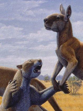 Thylacoleo (marsupial lion) attacking a Sthenurus (giant extinct kangaroo). Picture: Artist Mauricio Anton