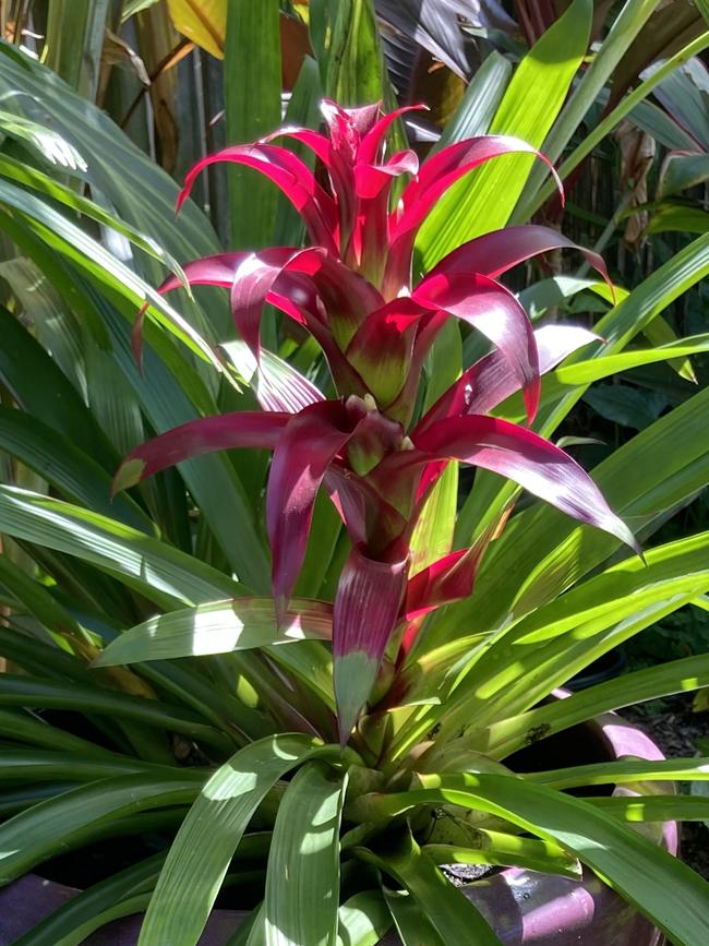 Bromeliads add interest and colour to your garden.