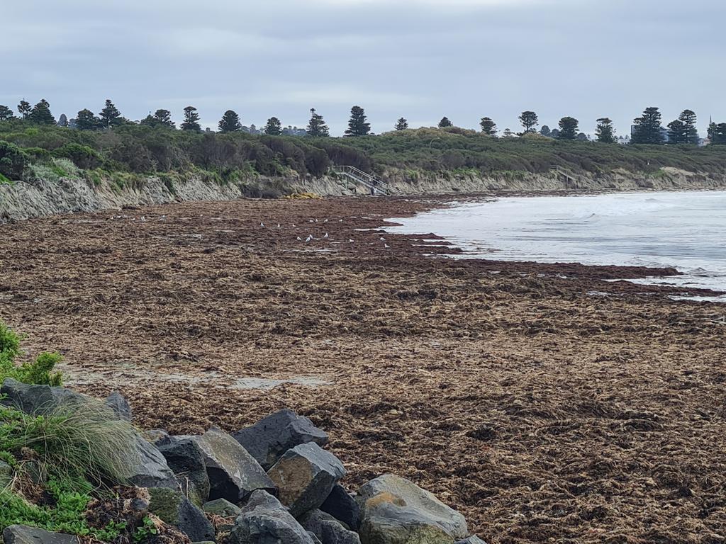 Warrnambool‘s stinky seaweed build-up on Lady Bay beach | Herald Sun