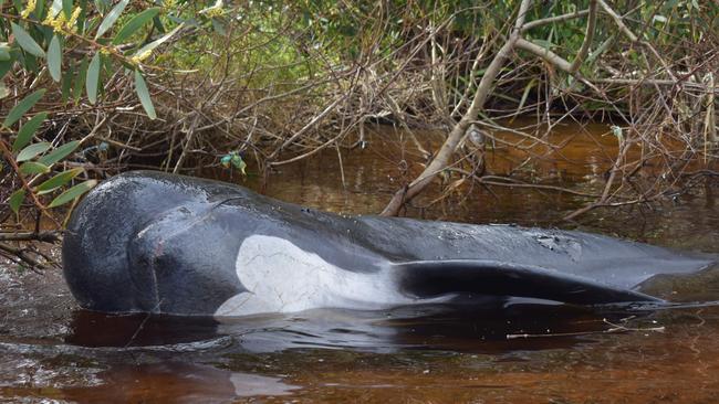 A dead whale lays on a beach in Macquarie Harbour on the rugged west coast of Tasmania on September 24, 2020, as Australian rescuers were forced to begin euthanising some surviving whales from a mass stranding that has already killed 380 members of the giant pod. (Photo by Mell CHUN / AFP)