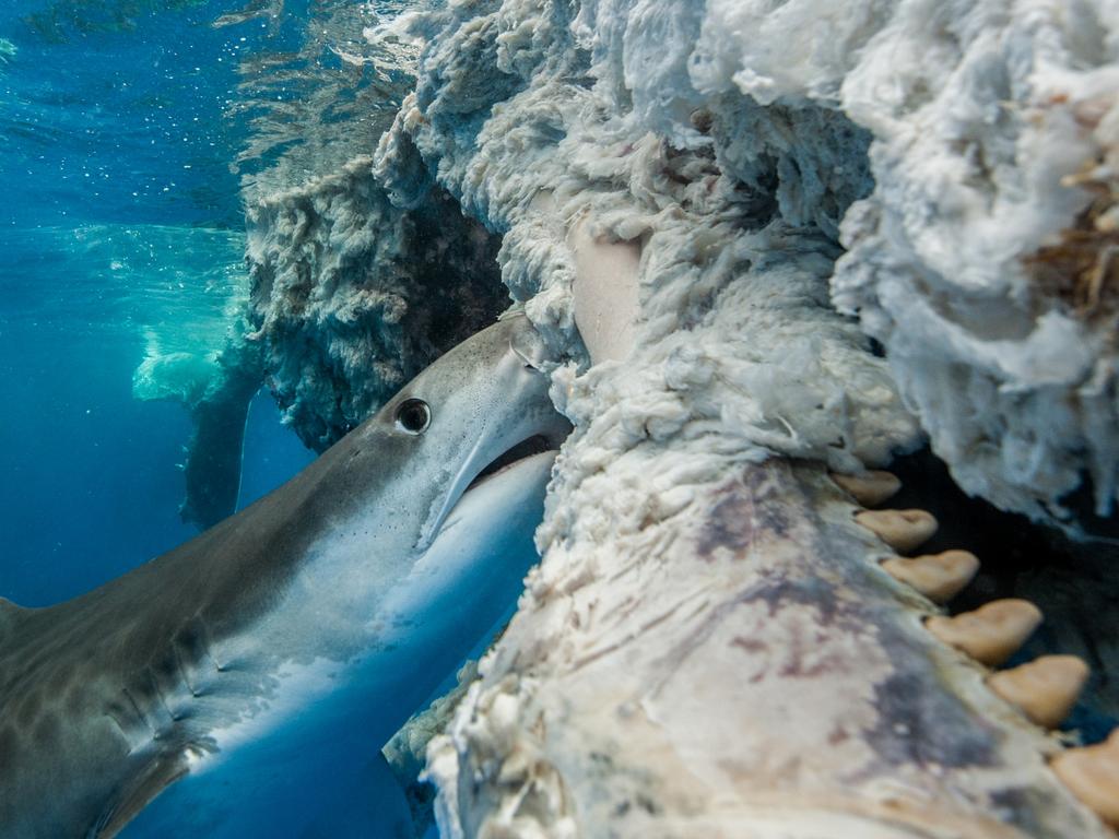 Underwater Photographer of the Year 2018. HIGHLY COMMENDED Category 4. Behaviour Credit name: Chris Burville/UPY 2018 Nationality: Bermuda. Tiger sharks feeding on sperm whale carcass in Bermuda. “A fisherman called. My friends and I mobilised. 28km offshore, drawn in by the stench, we found the Sperm Whale’s remains. Unable to resist, we slipped into the endless blue, 2000m above the ocean floor, to witness this natural wonder. Tiger and Blue Sharks casually paraded in and out of sight, occasionally feeding as the great carcass bobbed at the surface. “