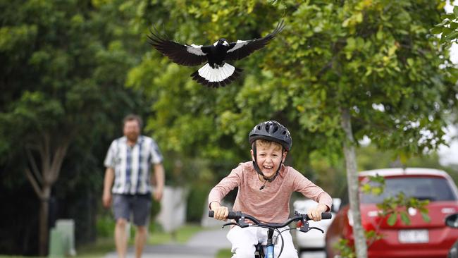 A magpie swooping Oliver (Ollie), 6. Picture: Tertius Pickard