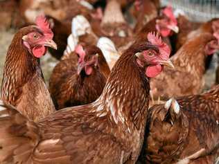 HAPPY HENS: Simple things will keep chooks healthy. Picture: mike knott