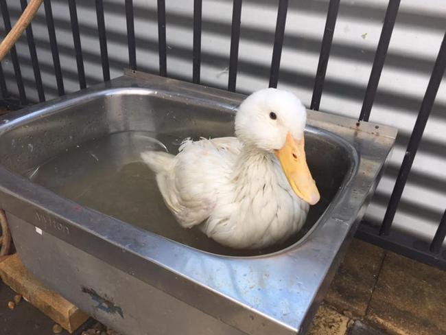 The dominant theory is the ducks were destined for local restaurants where duck is a popular menu item.