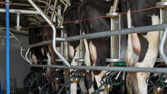 “If you look at it historically, we are getting some of the highest milk prices on record”, United Dairyfarmers of Victoria president Paul Mumford says. Picture: Zoe Phillips