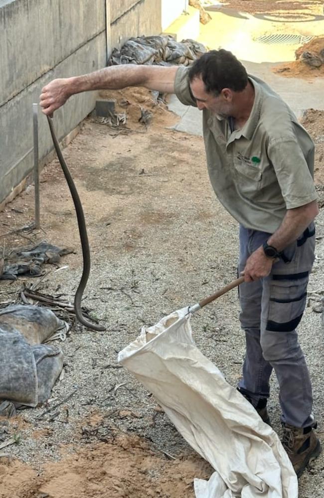 Steve Morrow has been catching snakes in the region for almost three decades