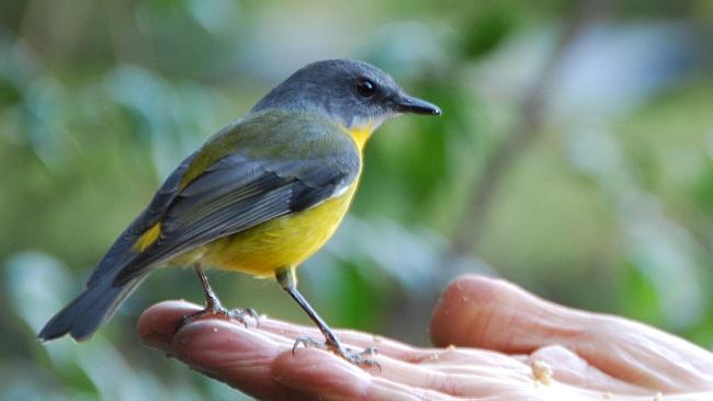 An Eastern Yellow Robin, one of the birds that visit O’Reilly’s Rainforest Retreat. Picture: Lee Mylne