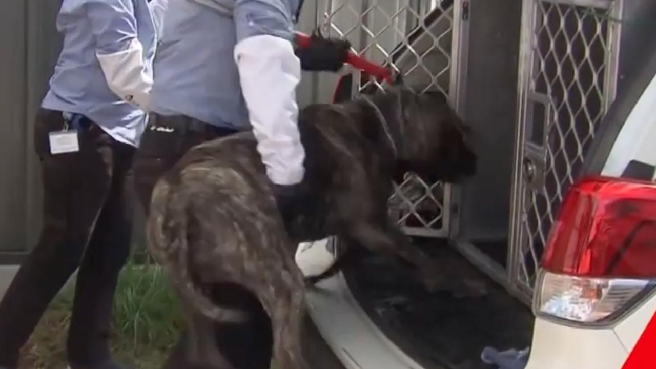 The South African Boerboel was seized by authorities on Monday afternoon. Picture: 7NEWS