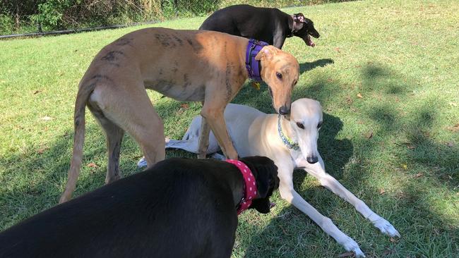 D'Arcy (brindle) and Evie (black, red collar) say hi to adult greyhound Gracey Picture: Amanda Robbemond