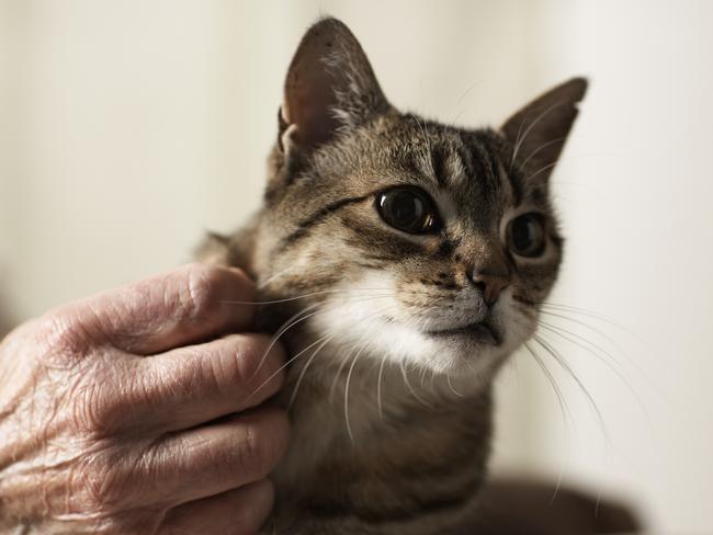 The council says the program does “not pose a risk of harm” to cats.