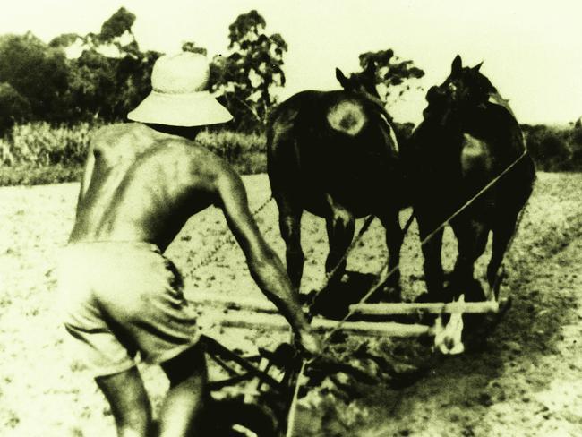 Edo Iori in his early 20s ploughing on the Rouse Hill Farm.