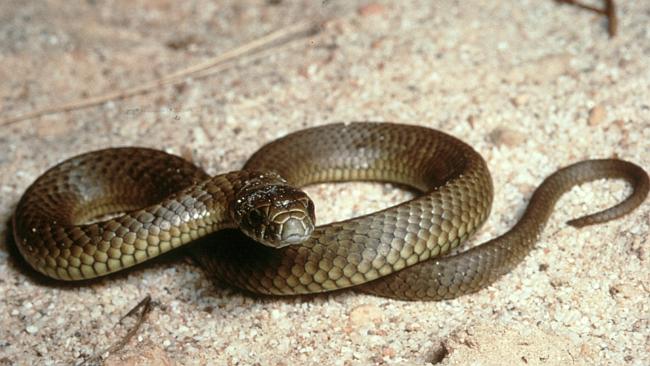 Father finds snake cosied up to children in tent | The Mercury