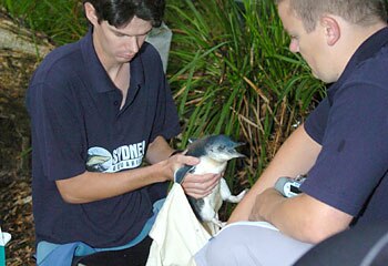 Movig out ... penguin carer, Ben Curry (left) and vet Sam Gilchrist (right) relocate three Little Penguins from Sydney Aquarium to a secret location on Sydney Harbour. Picture: Jim Trifyllis