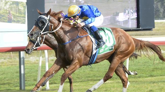 Urafiki looks hard to beat if she runs at Cowra. Picture: Bradley Photos