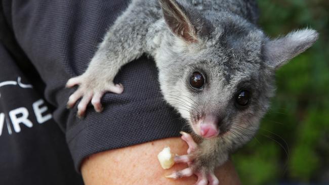 It would also be legal to eat or sell possum meat.