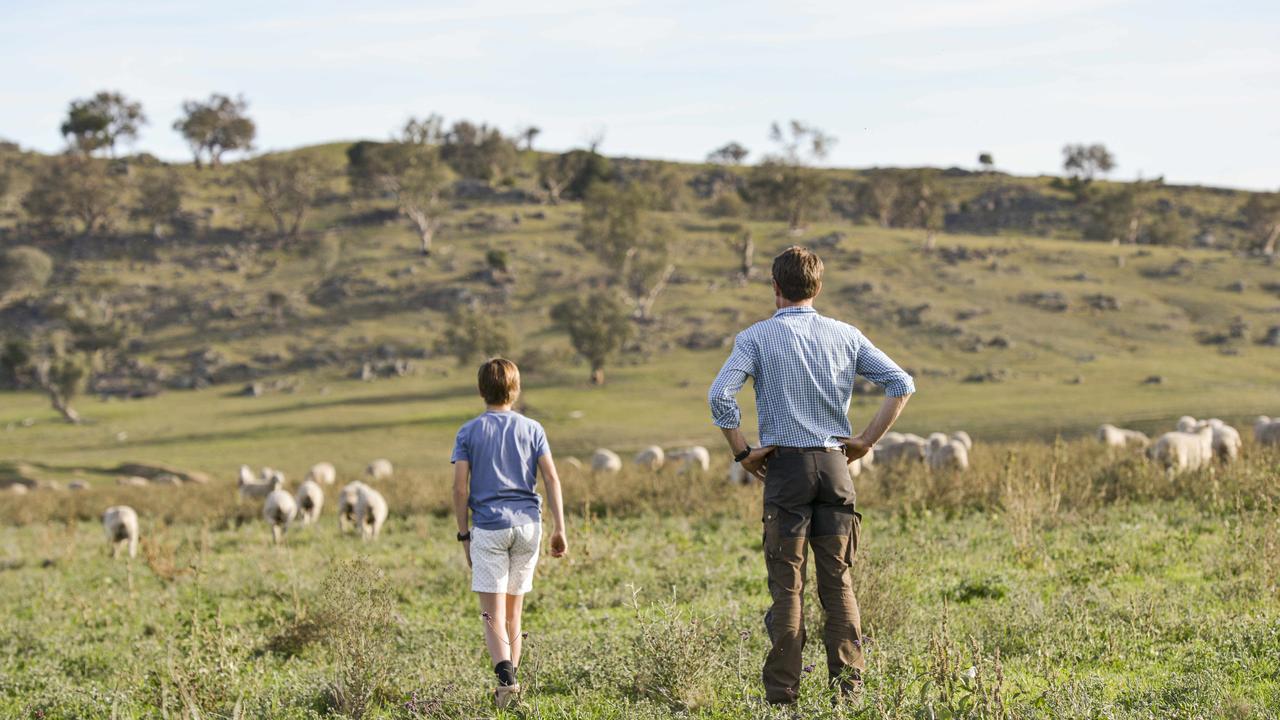 Nick and Harry survey the sheep. Picture: Dannika Bonser