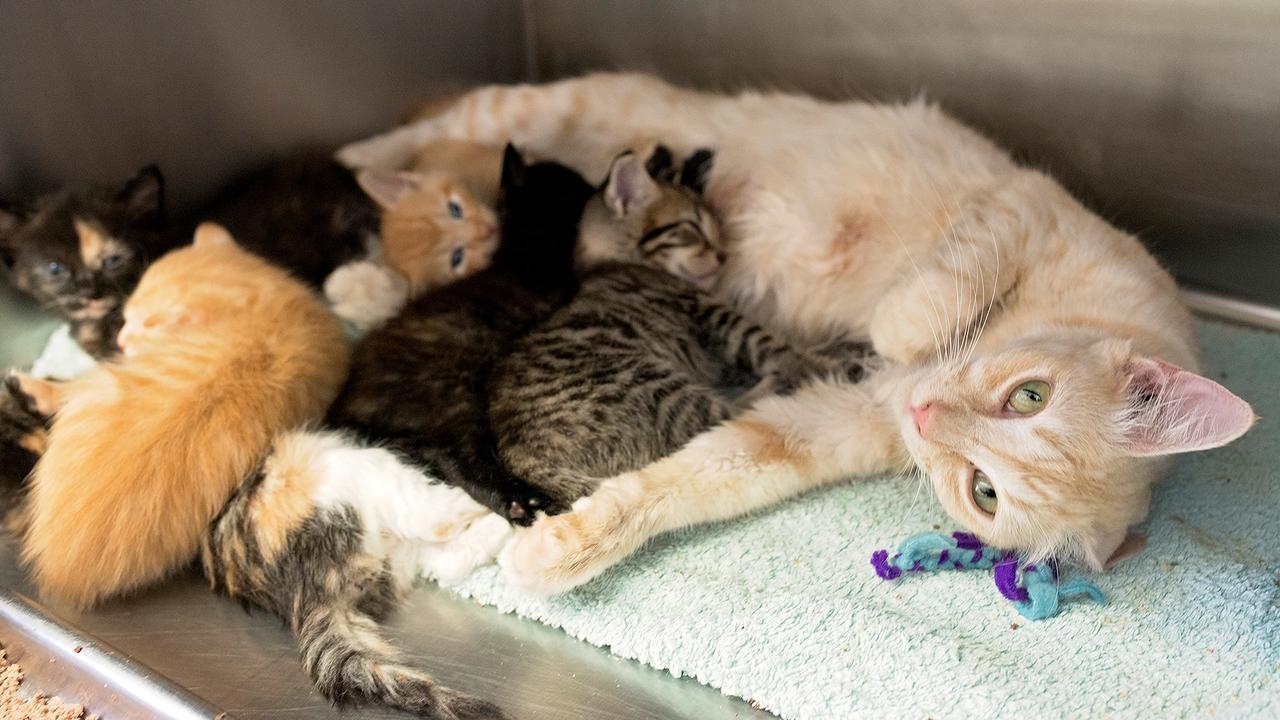 Kittens hot sale adelaide rspca