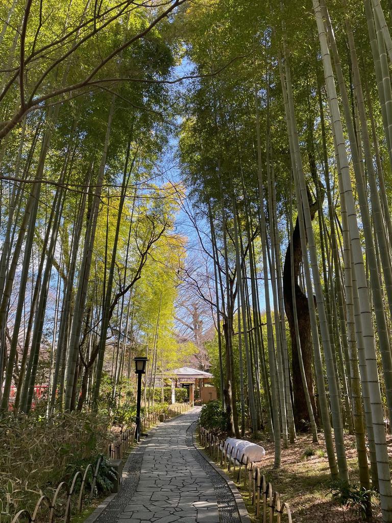 Peace at last! A bamboo forest walk in Shuzenji. Picture: News.com.au