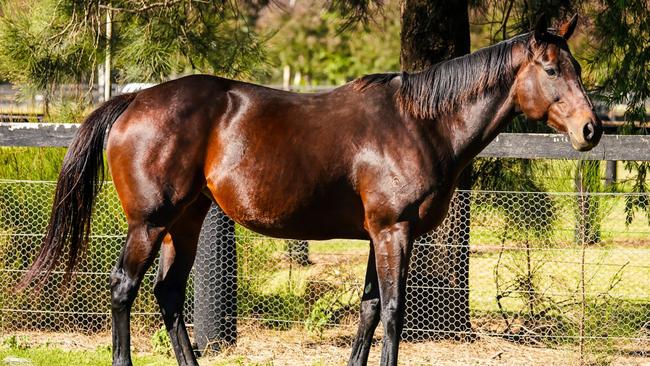 Winx is in foal to I Am Invincible.