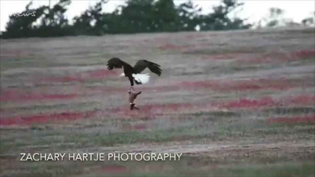 Photographer Shoots Epic Battle Between Fox And Eagle Over Rabbit, And It  Gets More And More Epic With Each Photo