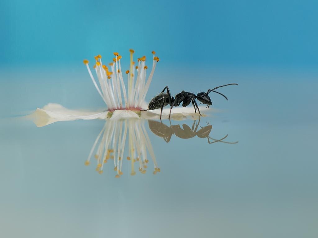 Ant Castaway: I shot this picture last Spring whilst I was preparing materials for a macro seminar. It is completely natural. Picture: Krasimir Matarov, 2nd place, Bulgaria, National Award, 2015 Sony World Photography Awards