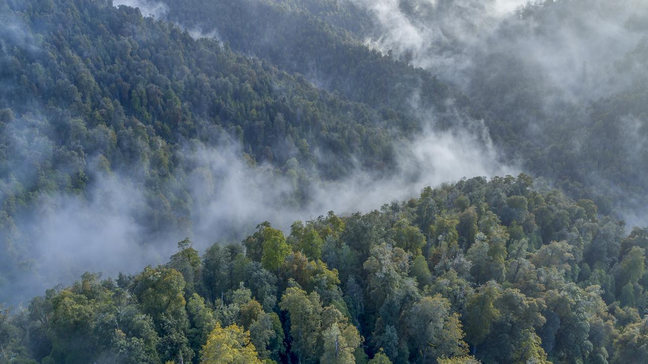 A stoush is brewing over forests in Tasmania. Picture: Supplied / Rob Blake