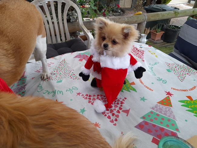 Doggy Christmas at Camperdown. Picture: Jackie Jenner, Drummond.