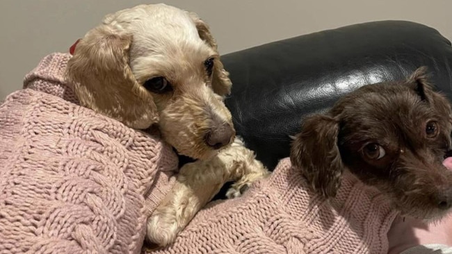 A devastated pet owner has warned people to be mindful of snakes after finding her two pet canoodles dead in her backyard. Picture: Supplied