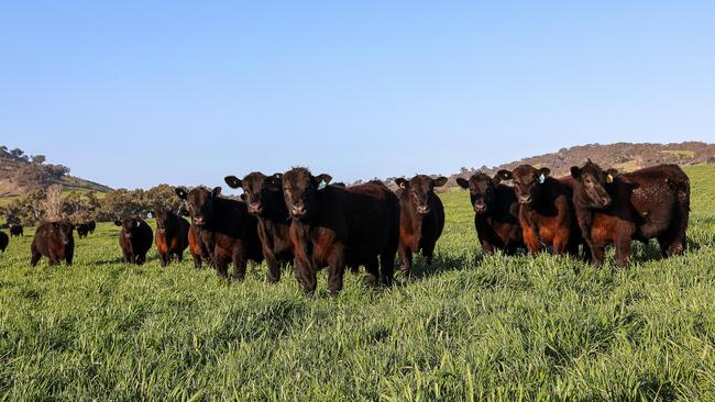 Alongside their sheep enterprise, the Robilliards also have run cattle at Matta Mia.