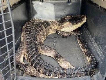 A lethargic, possibly cold-shocked  alligator was hauled from Brooklyn’s Prospect Park Lake early Sunday near an area popular with kiddies, officials and passers-by said.