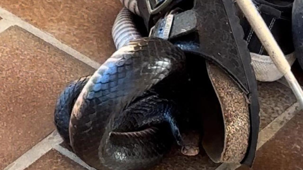 Red-bellied Black Snake Found In Shoe Pile At Sunshine Coast Home 