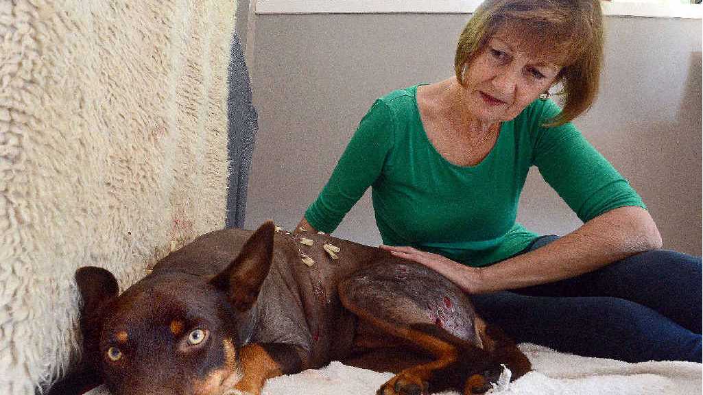 Beloved dog brutally mauled by a roaming pack of wild dogs | Daily Telegraph