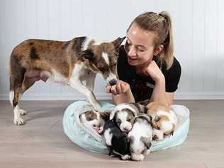 Narla, a Toowoomba RSPCA rescue, and her puppies. Picture: Contributed