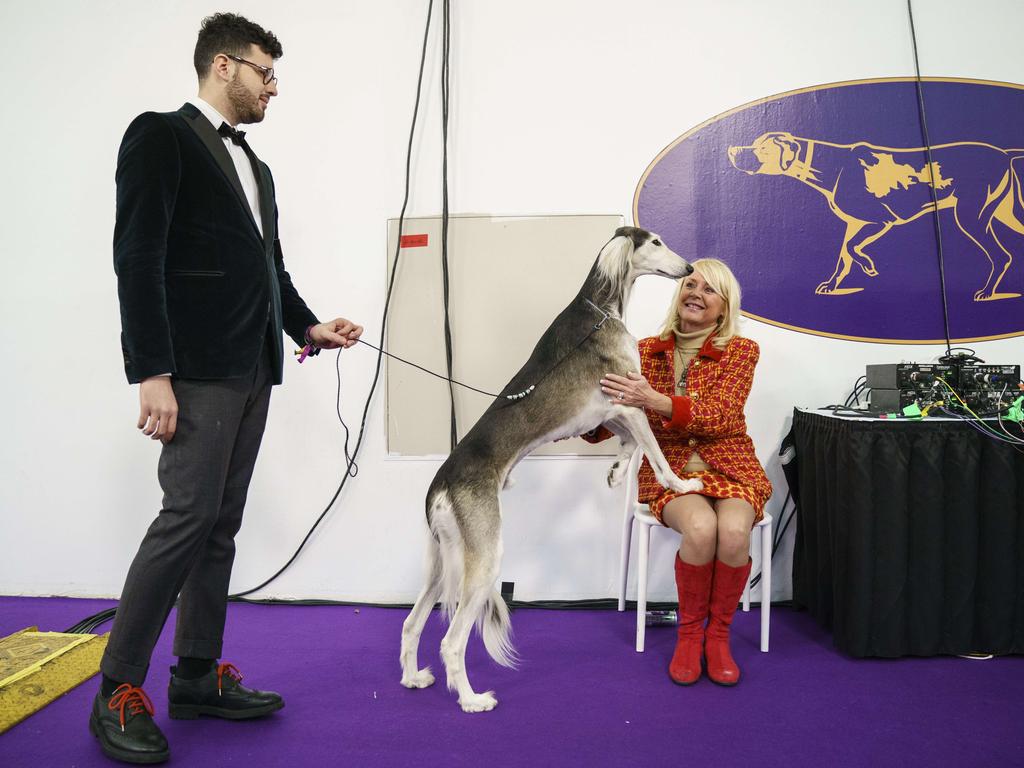 A Saluki dog waits to compete at the 142nd Westminster Kennel Club Dog Show at The Piers on February 12, 2018 in New York City. The show is scheduled to see 2,882 dogs from all 50 states take part in this year’s competition. Picture: Getty Images