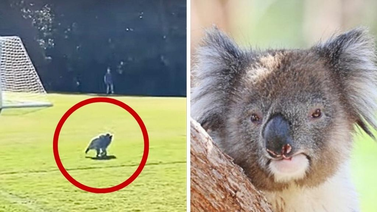 A mother koala invaded a soccer pitch in Brisbane, baby on board. Picture: Supplied.