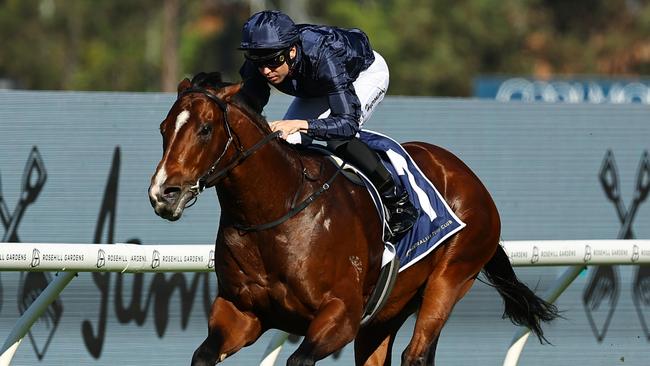 Storm Boy will be out to further push his Golden Rose claims in the Run To The Rose at Rosehill on Saturday. Photo: Jeremy Ng/Getty Images.