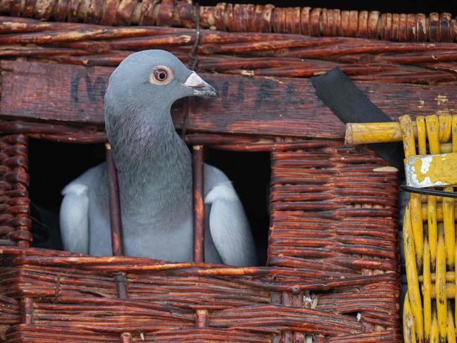 A racing pigeon looks out from its basket before being released with thousands of other homing pigeons in an 'Up North Combine' liberation in Grantham, England on June 16, 2024. A total of around 6,000 birds were released in three sections. Depending on the distance of their lofts from the liberation site, some homing pigeons will fly for over 200 miles. Founded in 1905, the Up North Combine is an amalgamation of 23 pigeon racing Federations in the north of England from Staithes to Berwick-upon-Tweed. (Photo by Oli SCARFF / AFP)