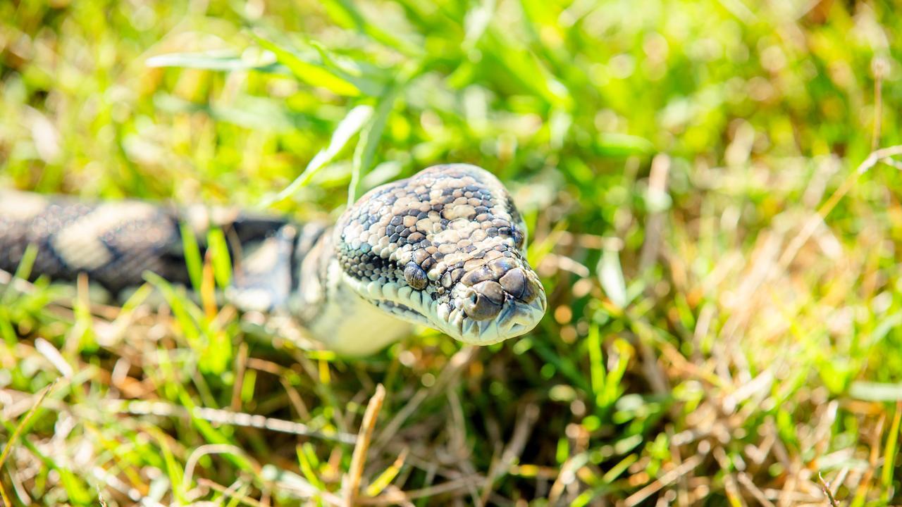 Toddler hospitalised after suspected snake bite near Toowoomba