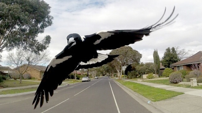 A magpies beginning to swoop a cyclist.