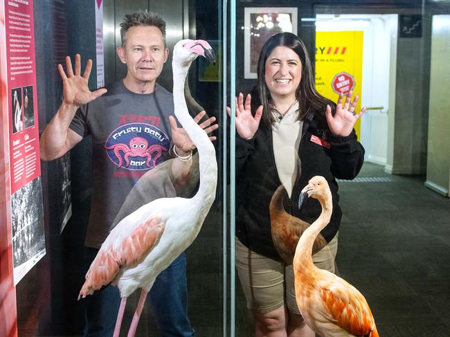 Jo Bain Manager of 3D Dimensional Design at the museum who was part of  team of taxidermist who brought Adelaide Zoo's pink flamingos Chile and Greater back for display at the Adelaide Museum with Zookeeper Emma Crittle who used to look after the Flamingos at Adelaide Zoo.Wednesday,November,10,2021.Picture Mark Brake