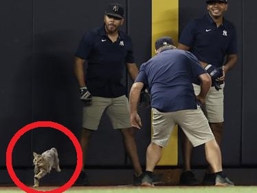 America stunned by rogue pitch invader