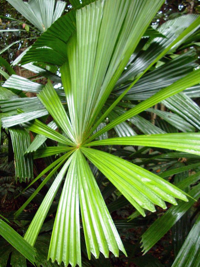 Mr Scarborough lit two palm fronds on fire.