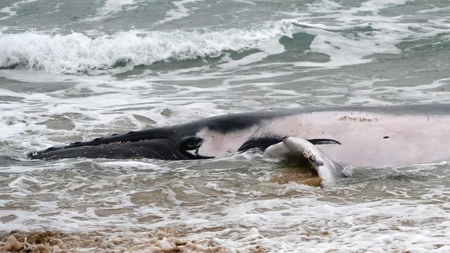 A juvenile male whale has been put down after attempts to rescue it failed at Sawtell beach. Picture: Bruce Thomas Photography