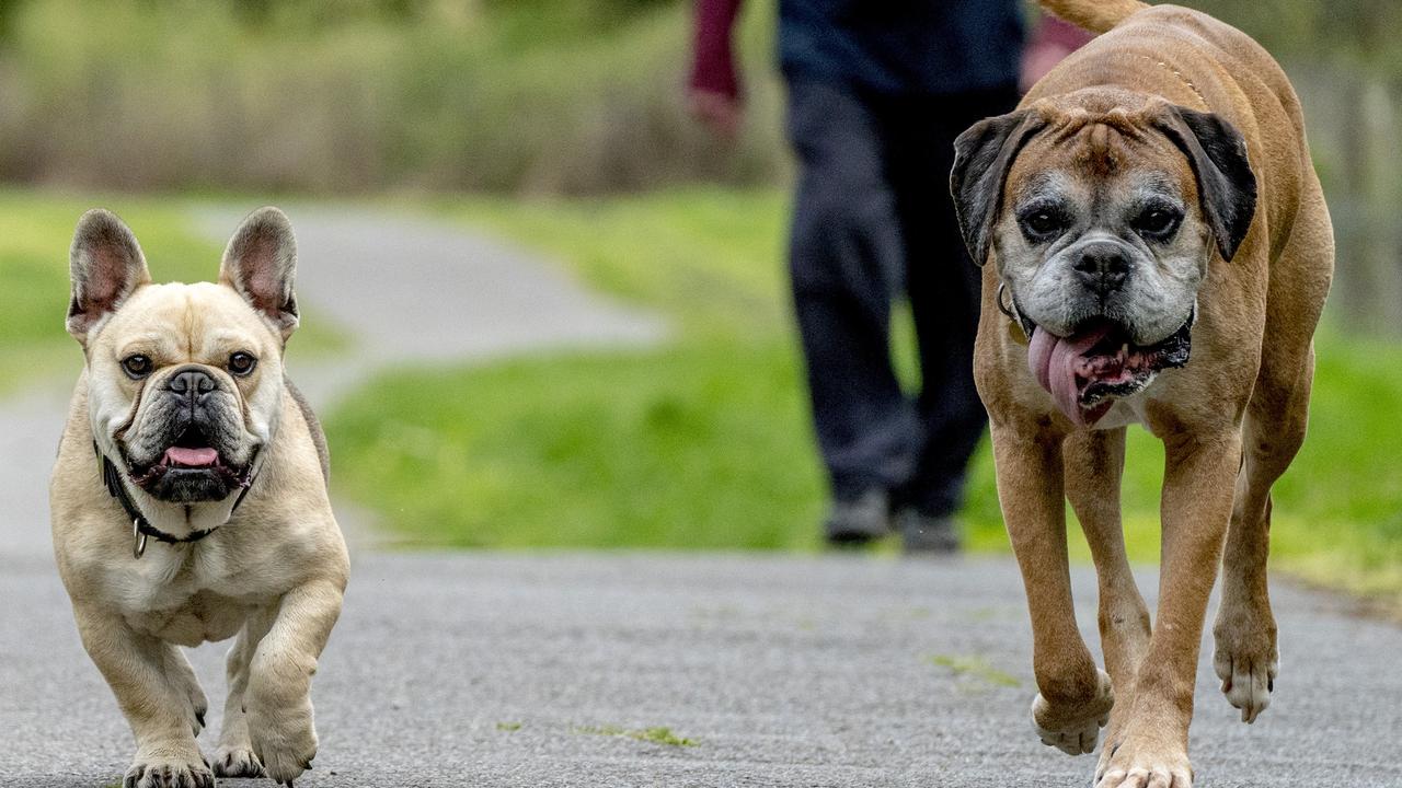 Melbourne has a host of park suitable for dogs. Picture: Luis Enrique Ascui